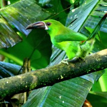 Green toucan